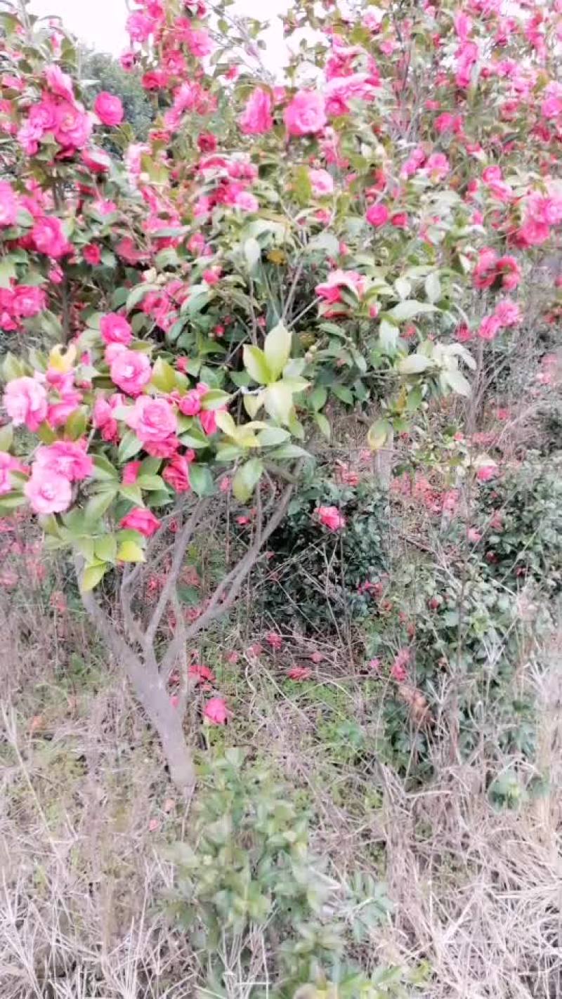 茶花