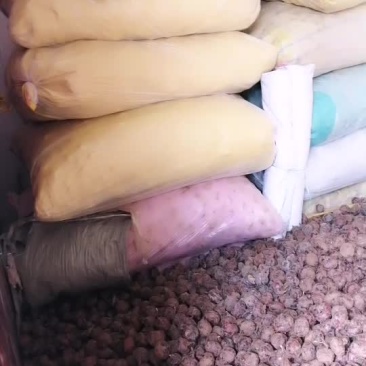 毛马蹄广西土特产清甜可口当水果非常的好吃。