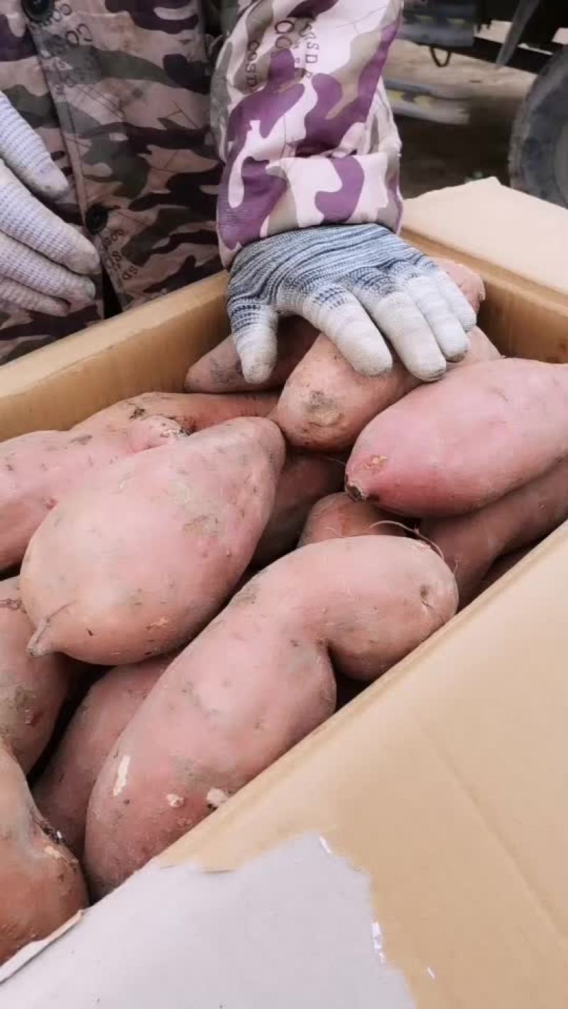 龙薯九