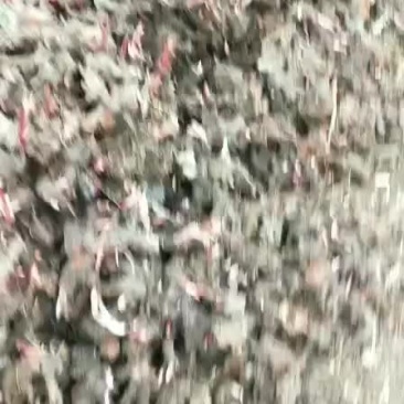 白芍苗，纯正白芍种苗