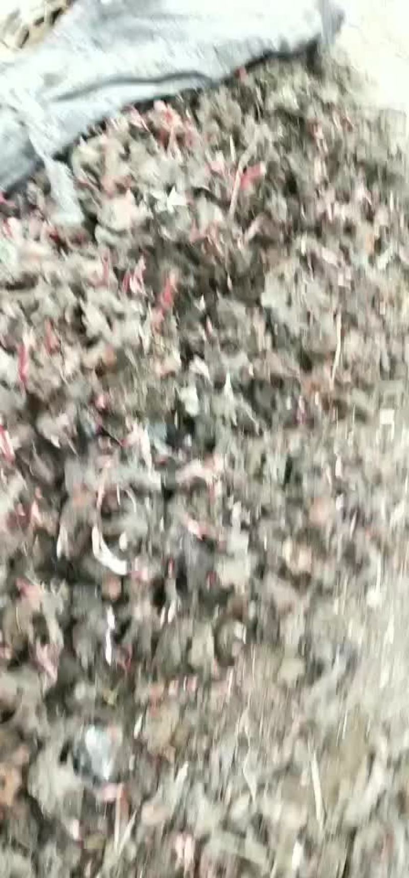 白芍苗，纯正白芍种苗