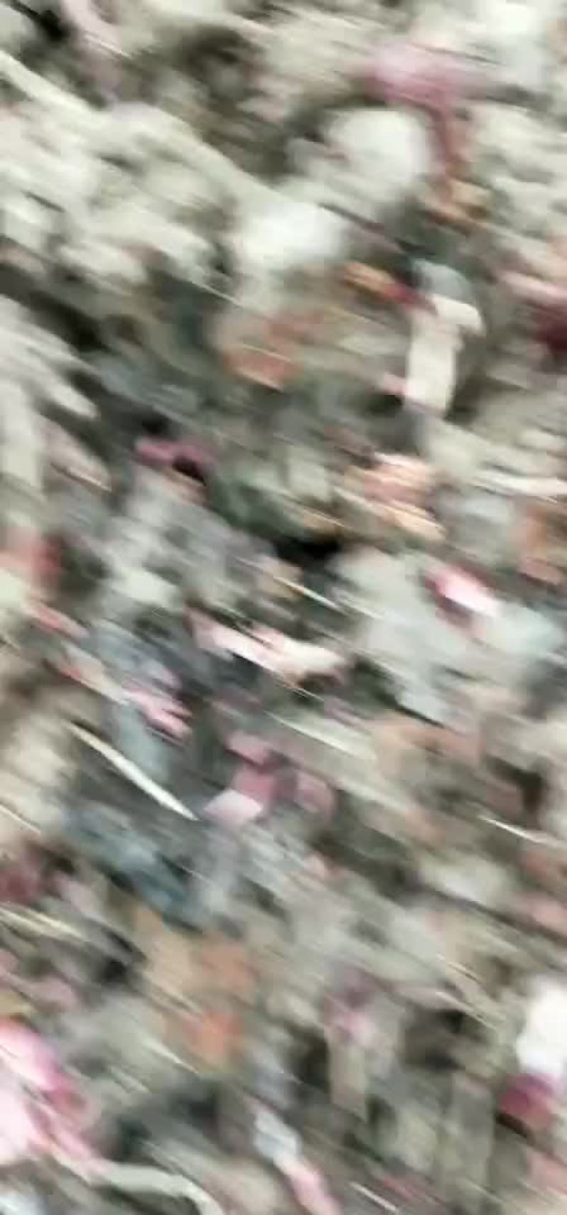 白芍苗，纯正白芍种苗