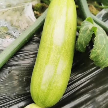 精品西葫芦