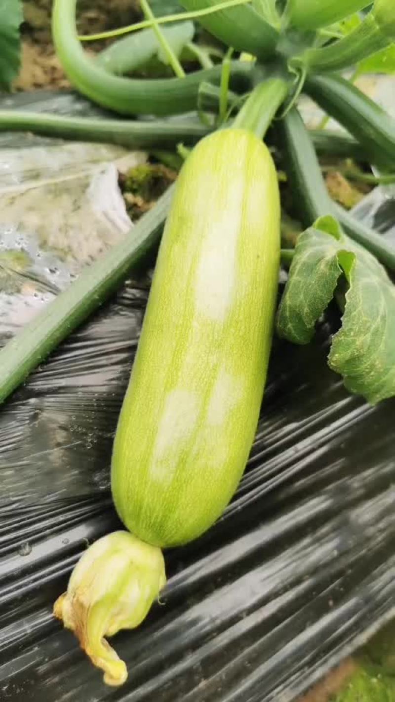 精品西葫芦