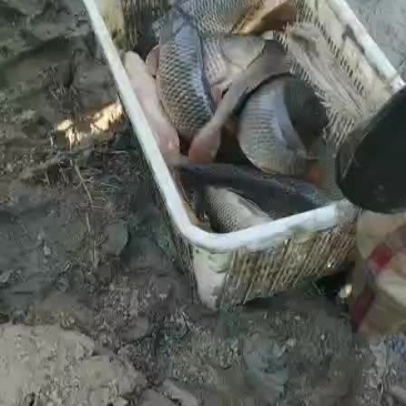 鲤鱼
