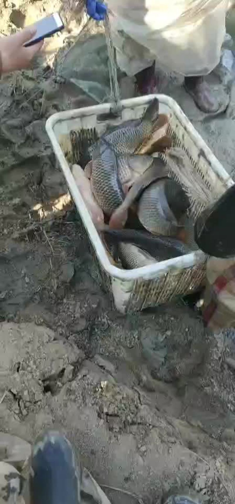 鲤鱼