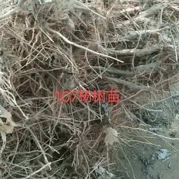 107杨树苗基地出售米径1～3.5公分，2～5米高