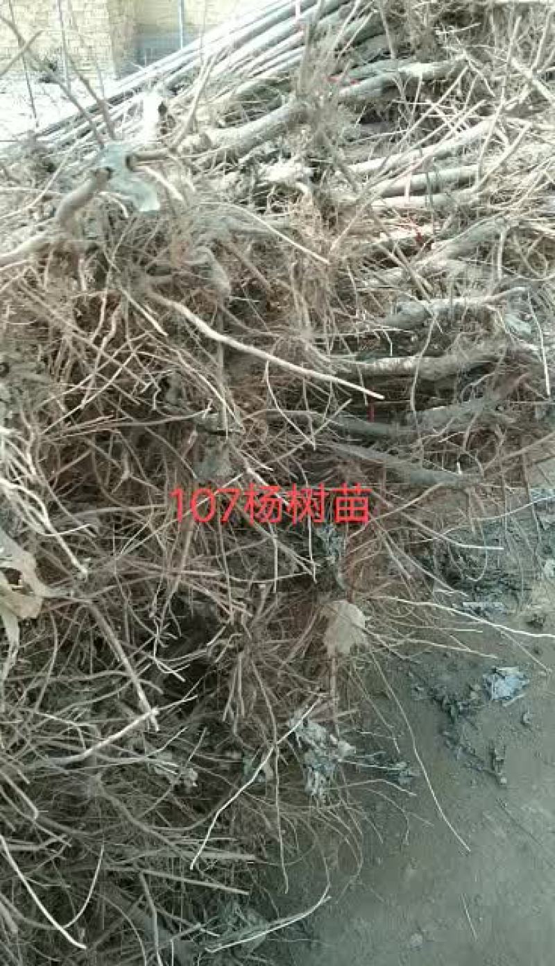 107杨树苗基地出售米径1～3.5公分，2～5米高