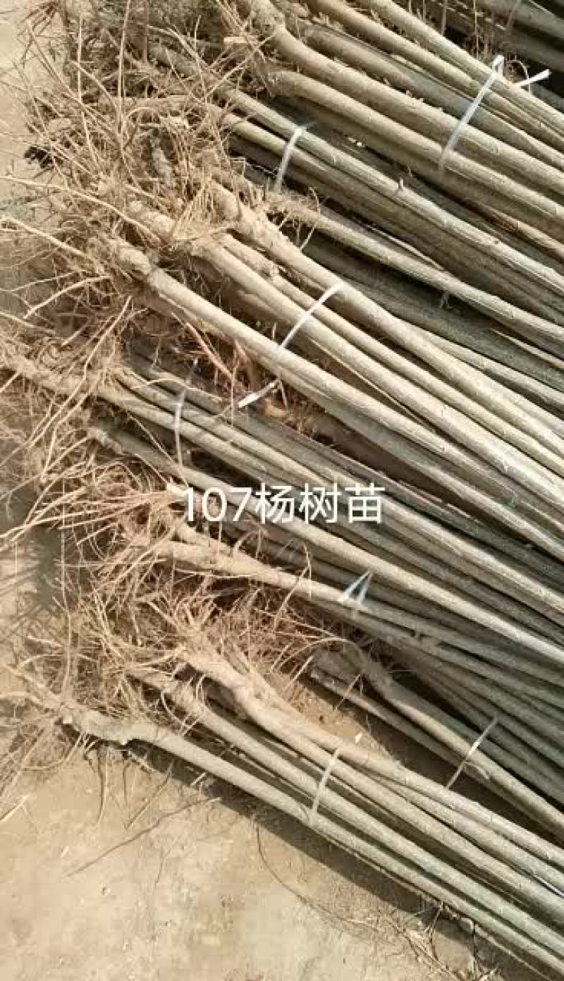 107杨树苗大量出售中