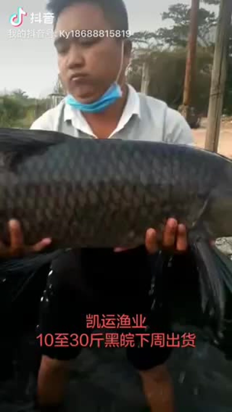 青鱼