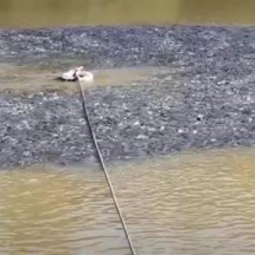 青鱼