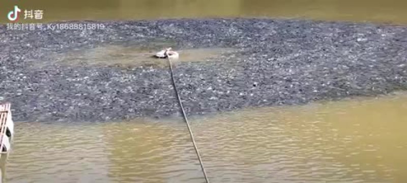 青鱼