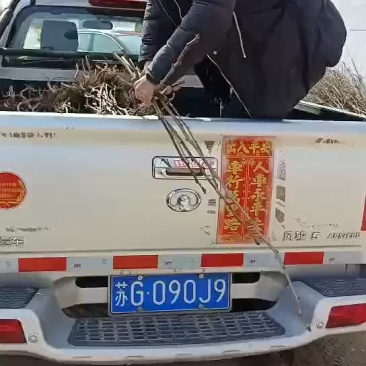 Q秋月梨树苗基地直销