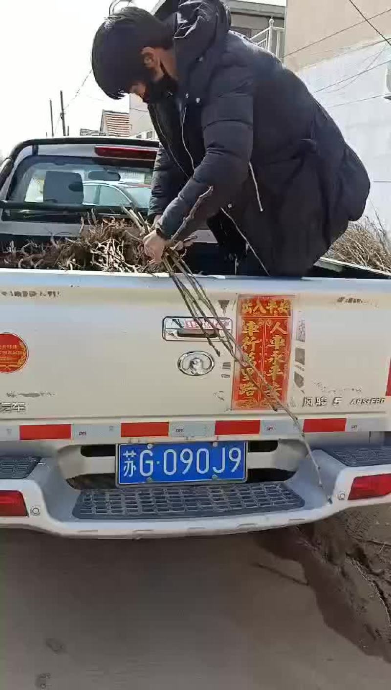 Q秋月梨树苗基地直销