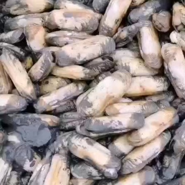 海蛏
