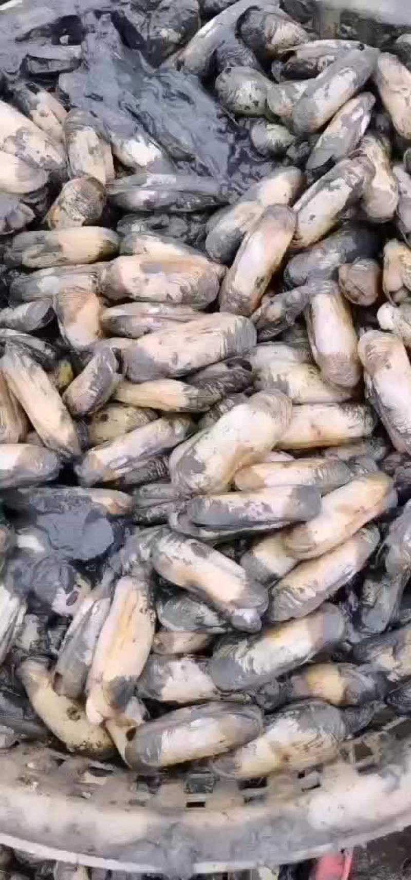 海蛏