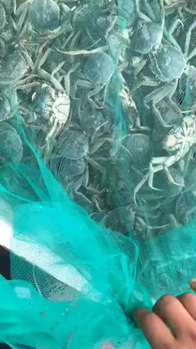 河蟹价格美丽