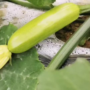西葫芦