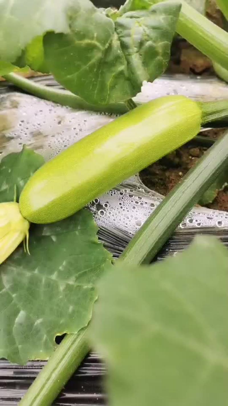 西葫芦