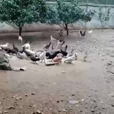 雀山鸡种蛋