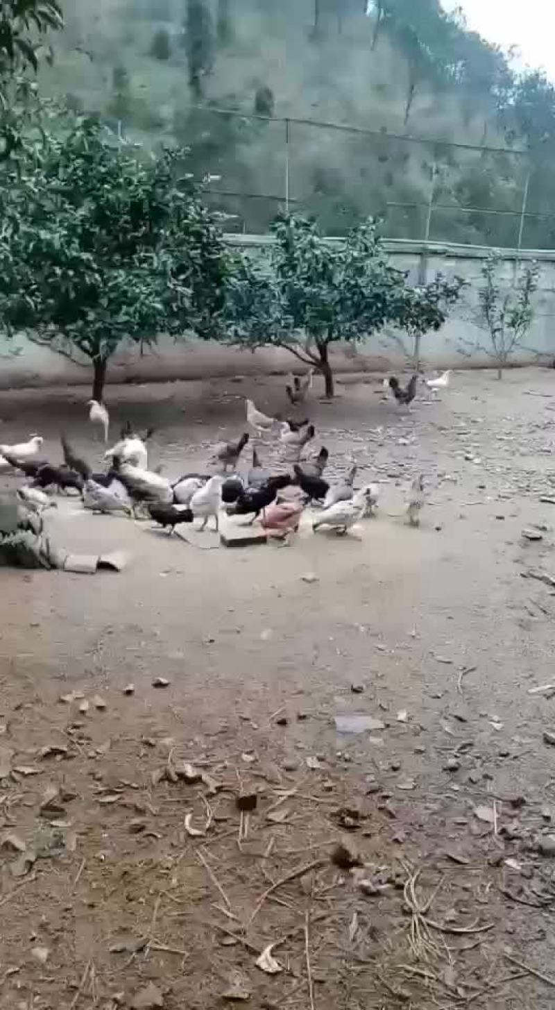 雀山鸡种蛋