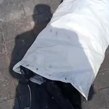 杂果木炭