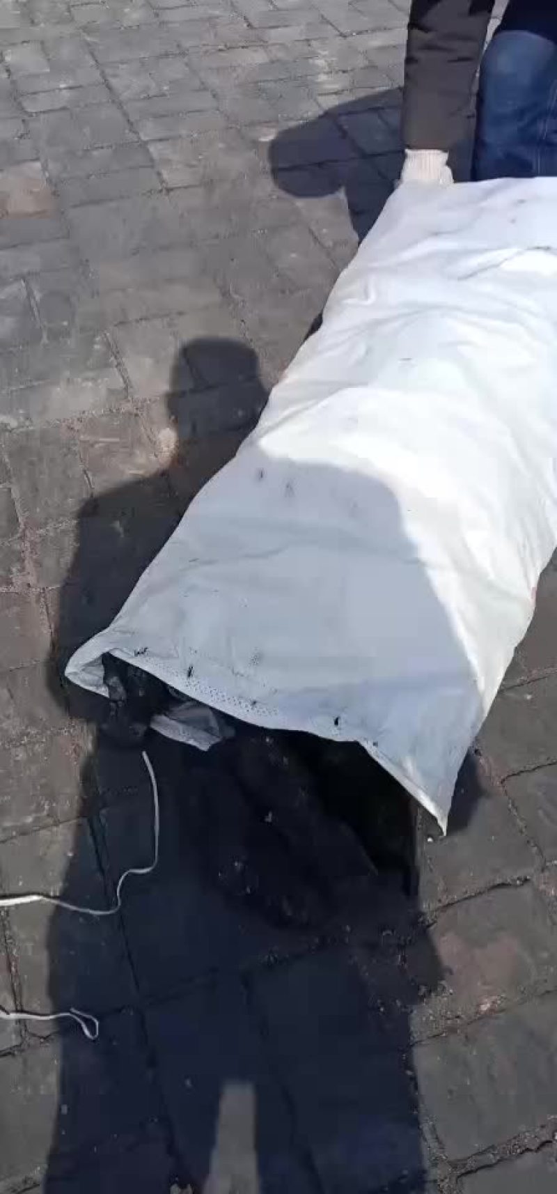 杂果木炭