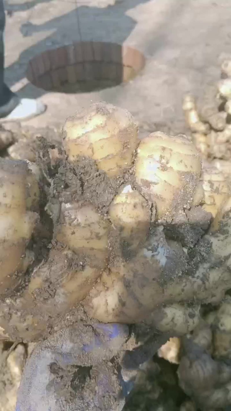 姜种短胖，无烂头.大量上市