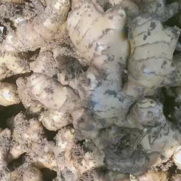 姜种批发产地亩产过万，姜芽多
