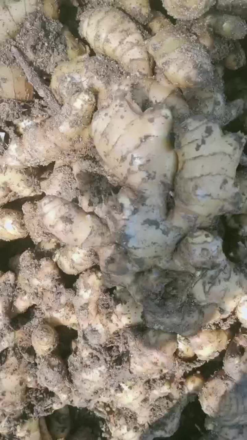 姜种批发产地亩产过万，姜芽多