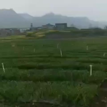 小米黑葱
