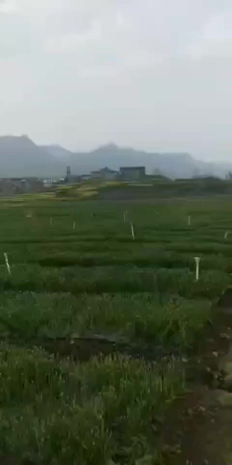 小米黑葱