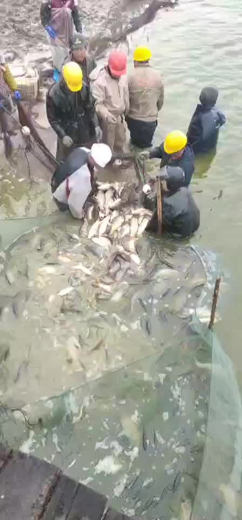 草鱼，鲤鱼