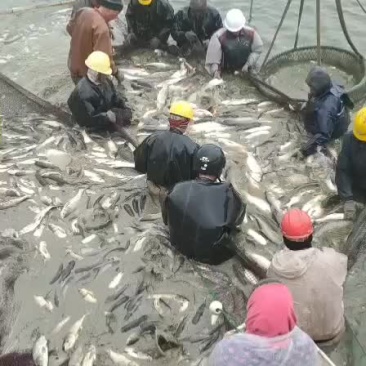 草鱼，鲤鱼