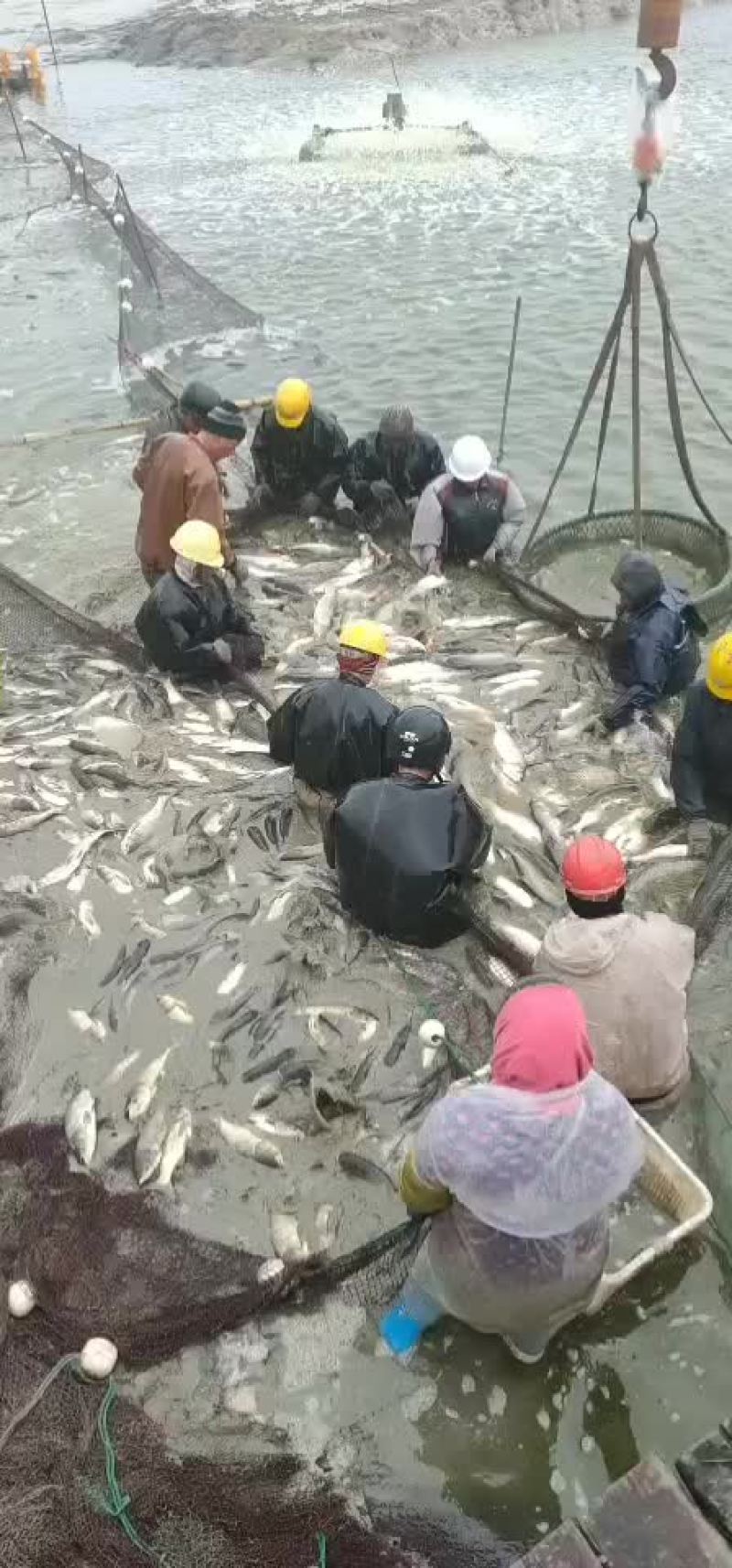草鱼，鲤鱼