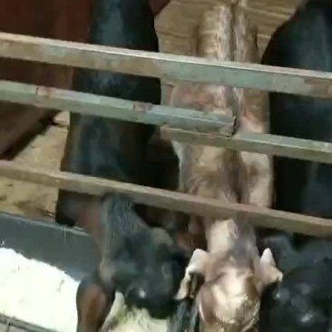 出售肥善羊