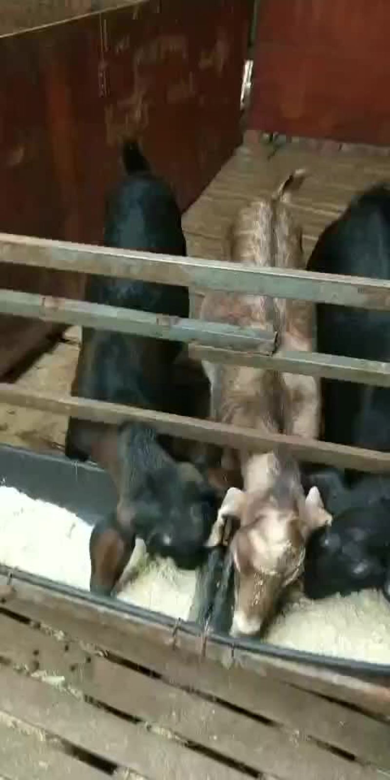 出售肥善羊