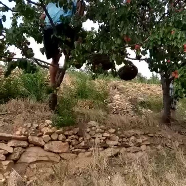 黄元帅苹果