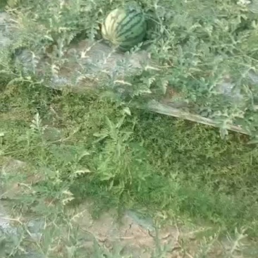 瓜瓜