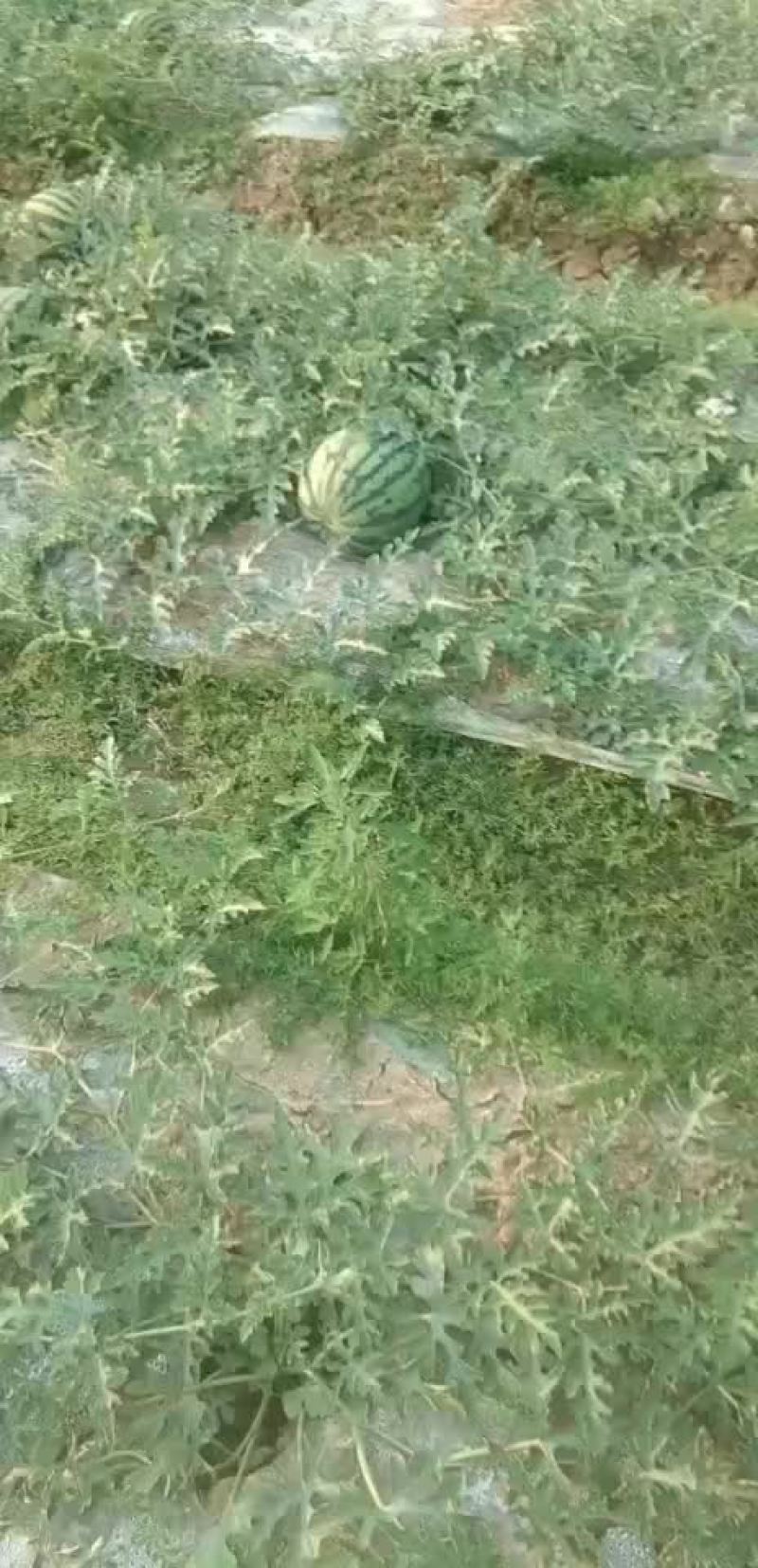 瓜瓜