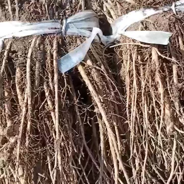 羌活苗，各种药材种苗，鲜货干货，成品，半成品。