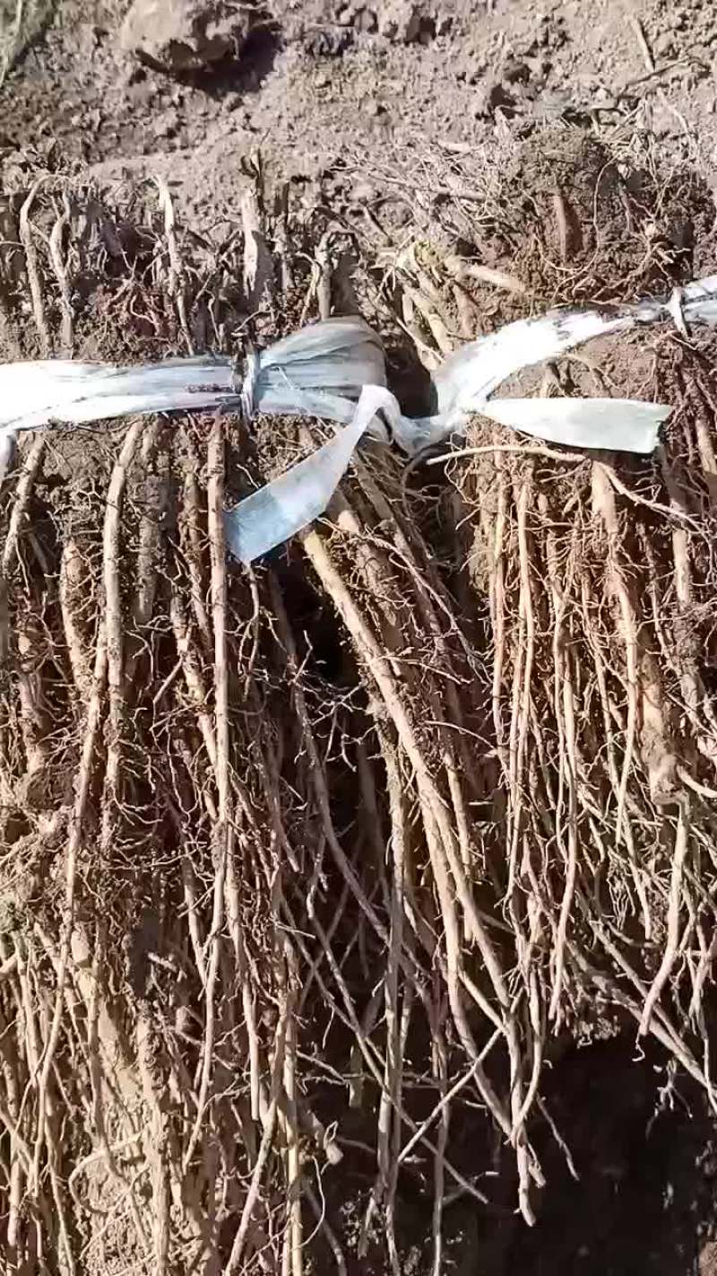 羌活苗，各种药材种苗，鲜货干货，成品，半成品。