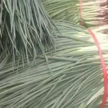 大量供应香葱，香菜