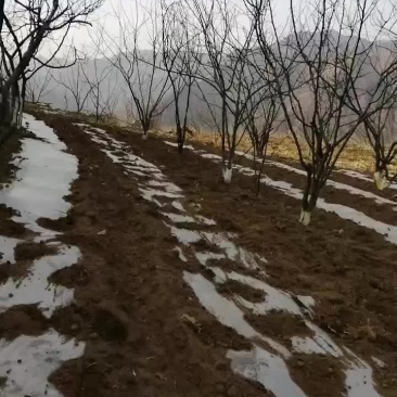 无刺花椒苗