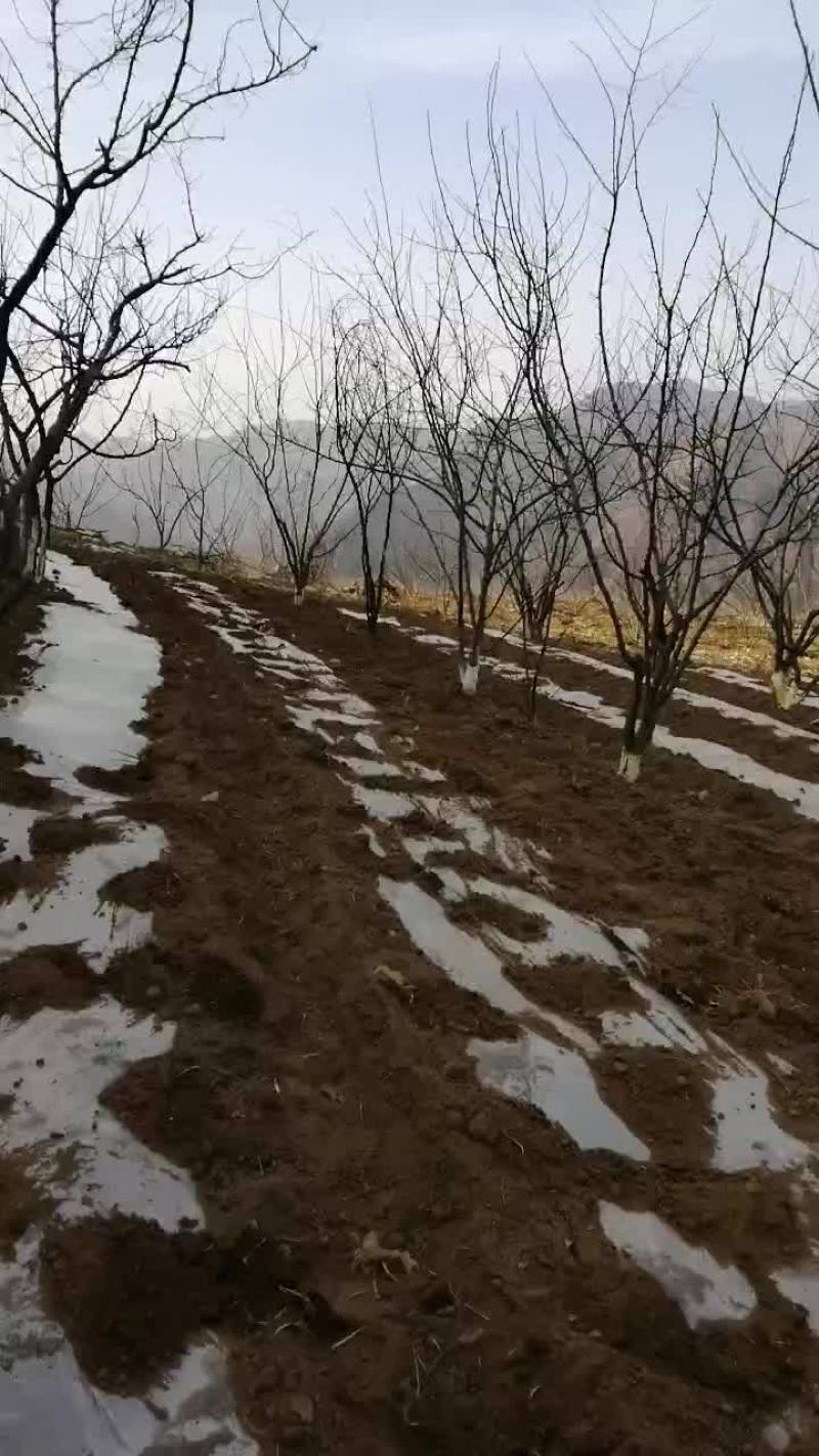 无刺花椒苗