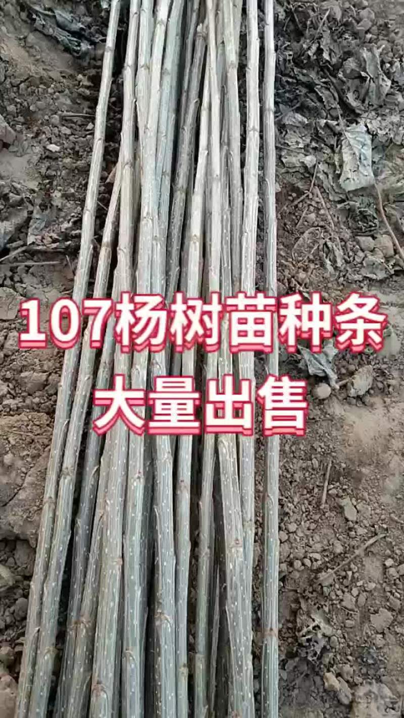 107杨树苗种条千亩基地
