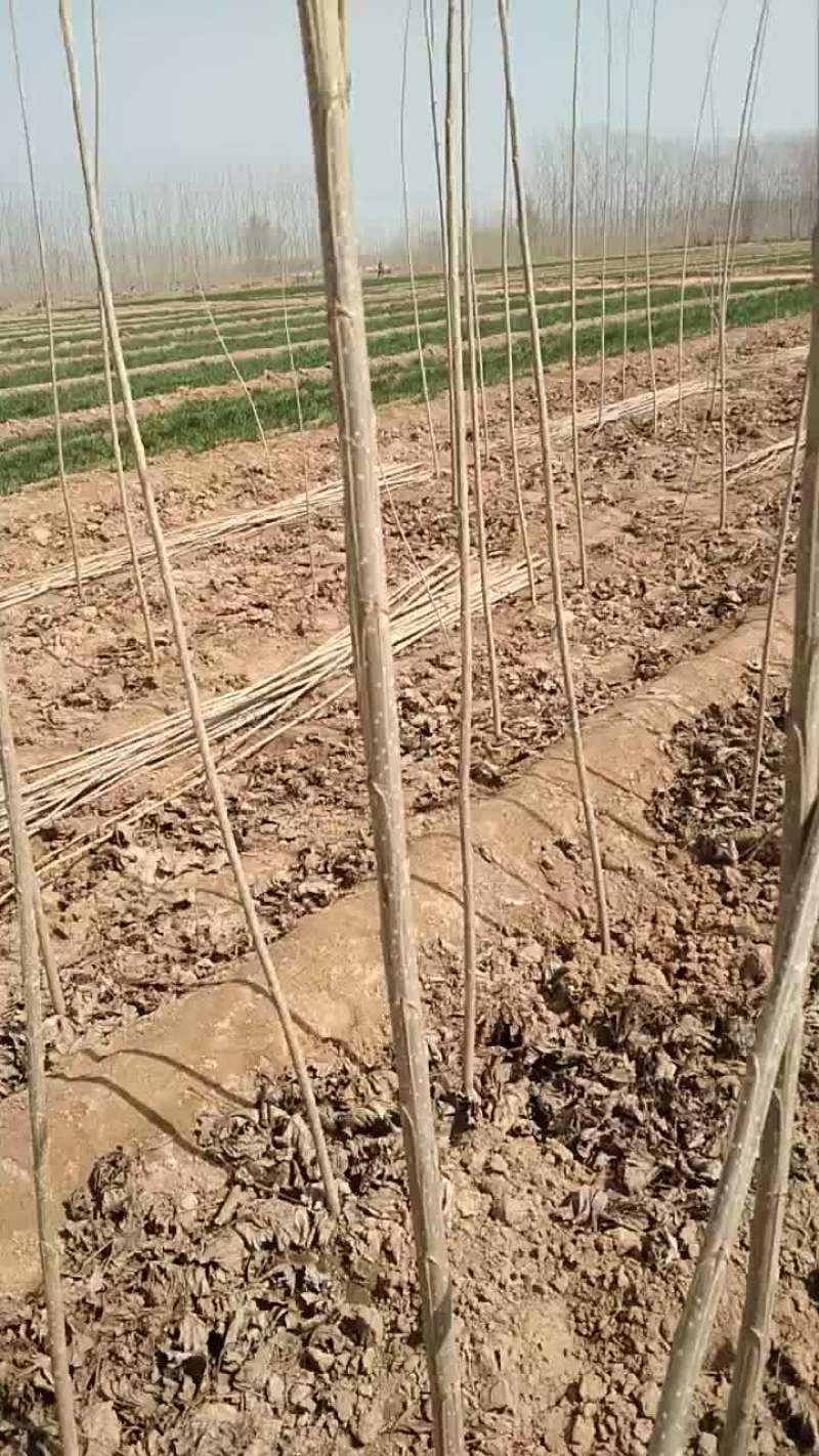 107杨树苗基地出售米径1～3.5公分，2～5米高