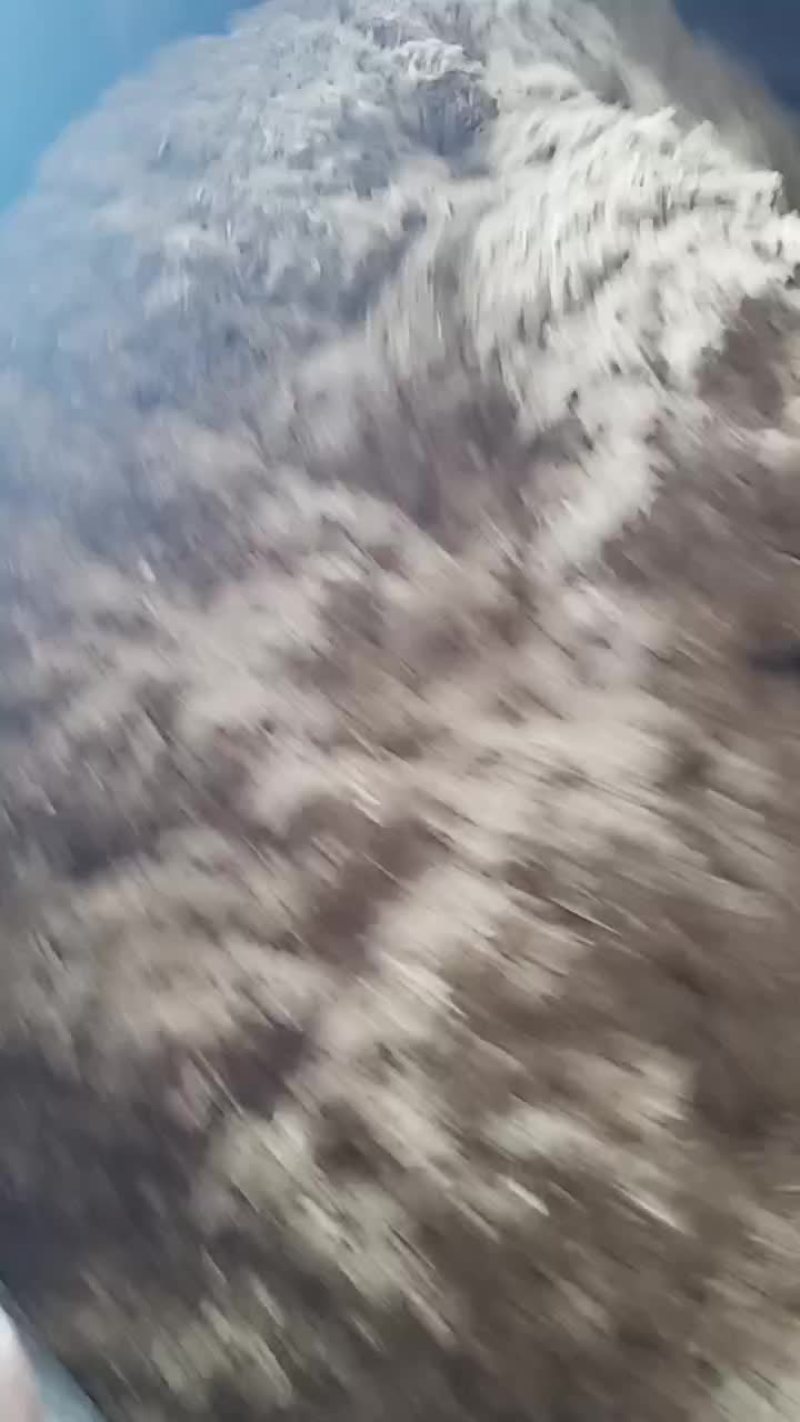 澳洲白种公羊怀孕大母羊免费送货货到付款自养自销