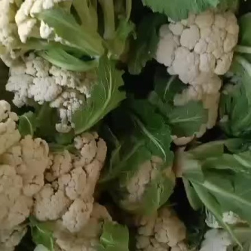 徐州精品花菜