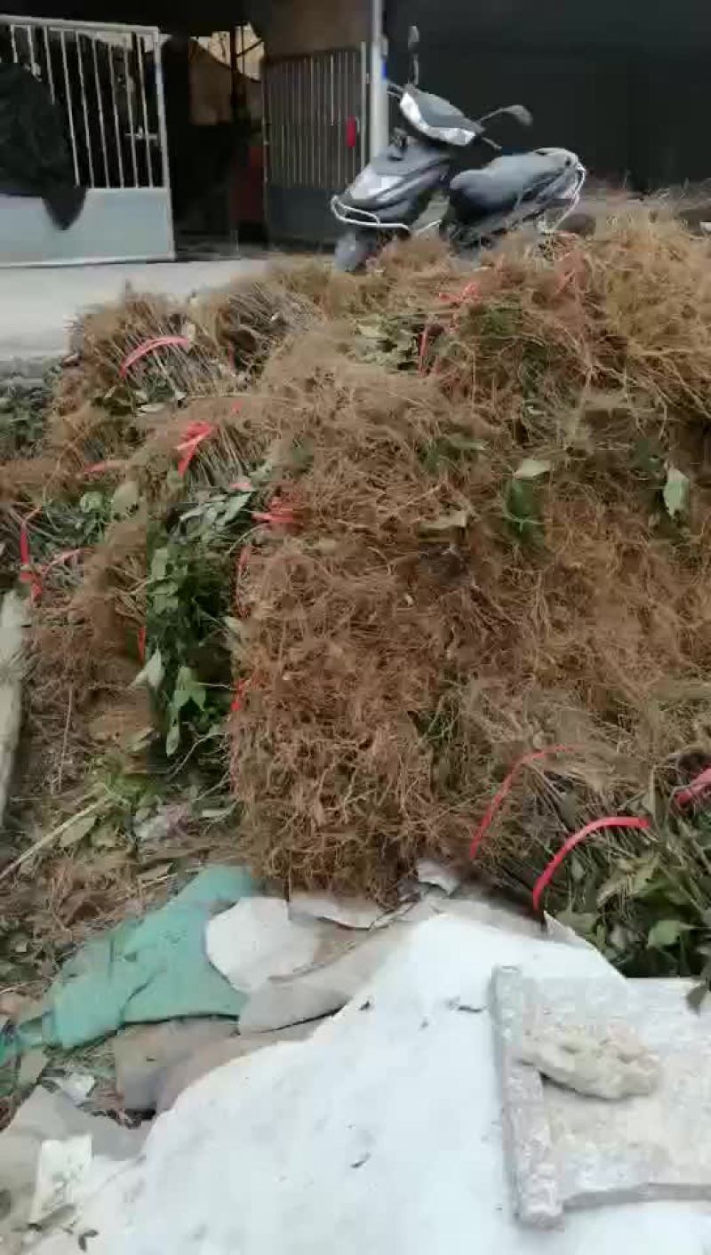 大量野生草珊瑚苗供应，有需要的联系